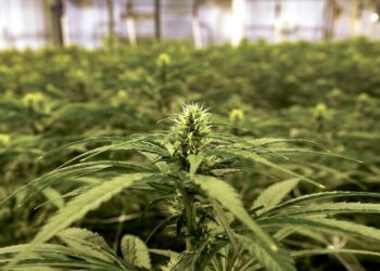 Förslag att tillåta marijuana i USA